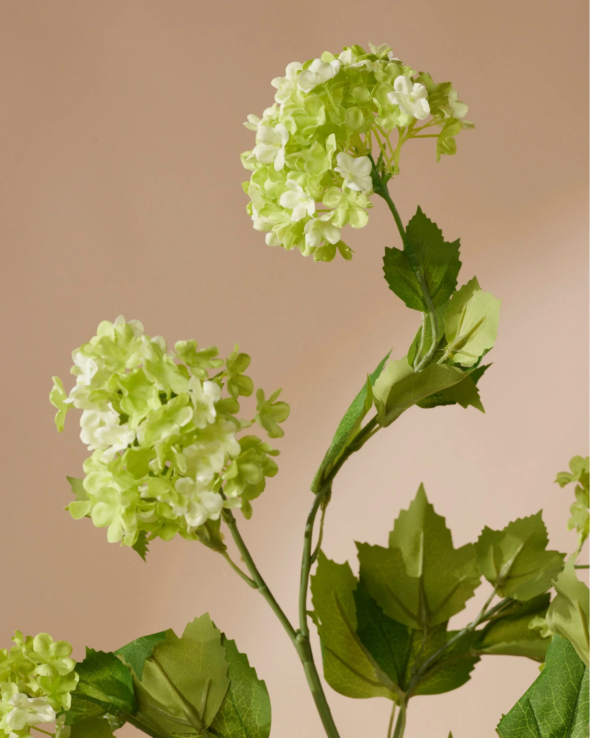 Vijf Viburnums 85 cm - Image 5