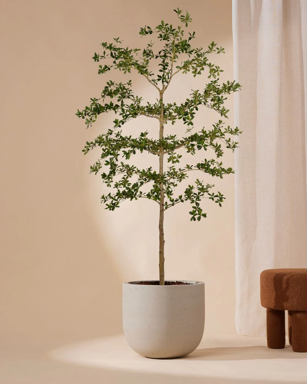 Kunstboom Bucida 210 cm - Image 3