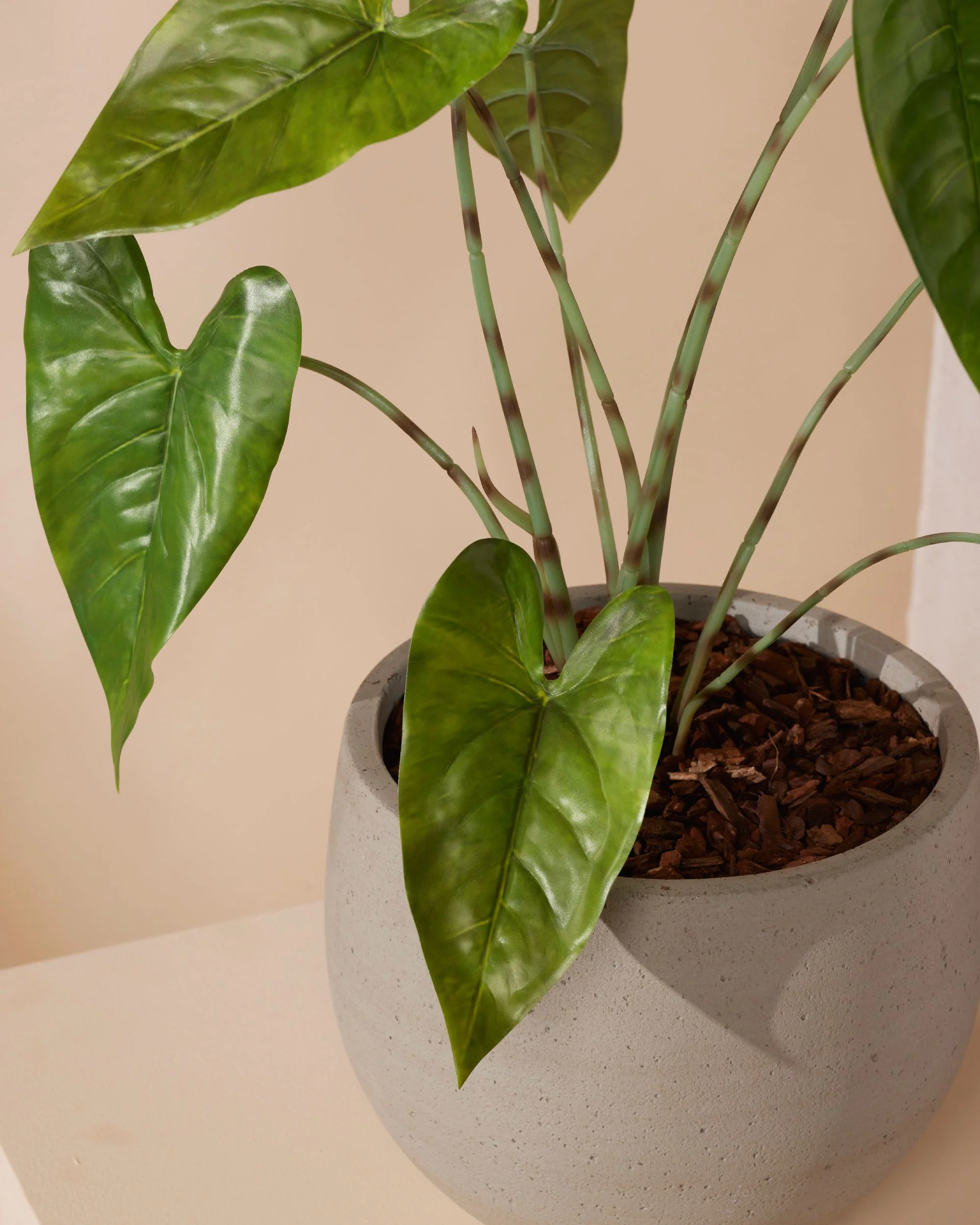 Kunstplant Alocasia zebrina 75 cm - Image 4