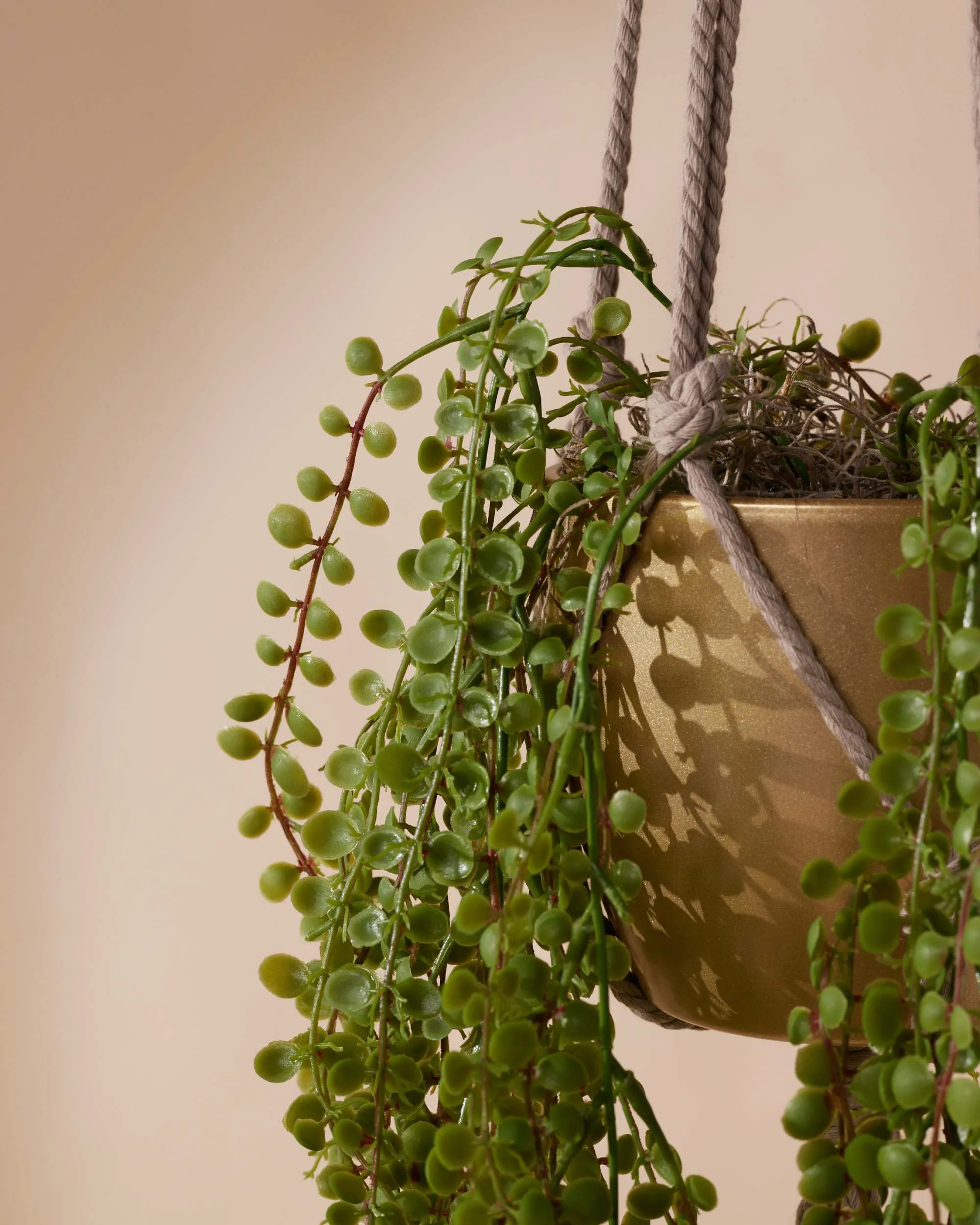 Kunst hangplant Ficus pumila 50 cm in pot - Image 4