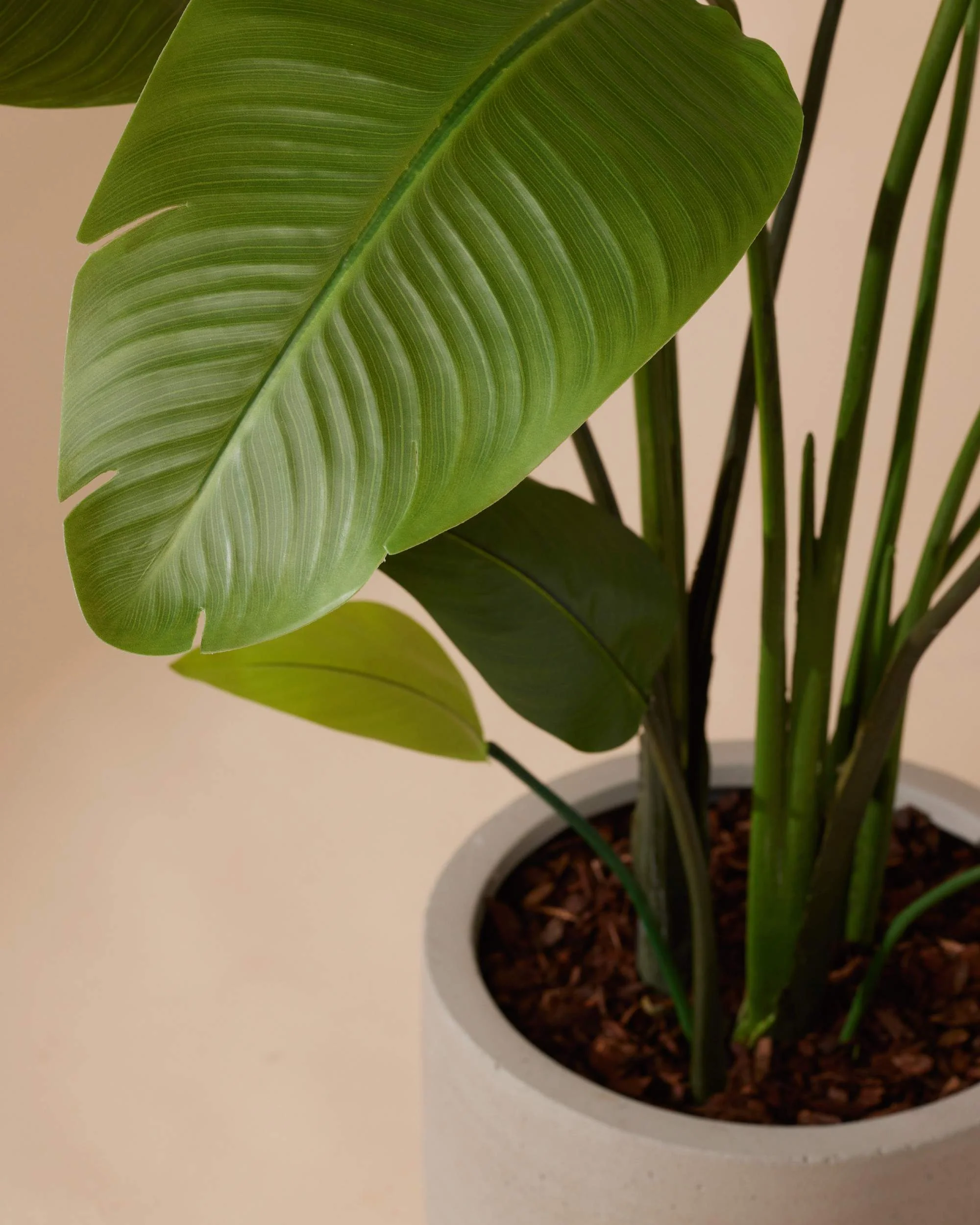 Kunstplant Strelitzia nicolai 150 cm - Image 3